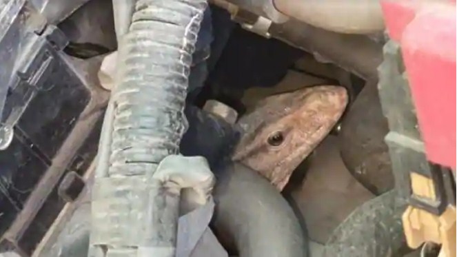 Snake in car bonet
