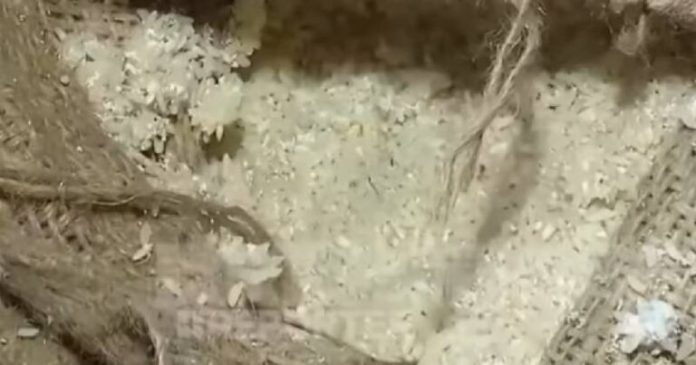infested rice in ration shop