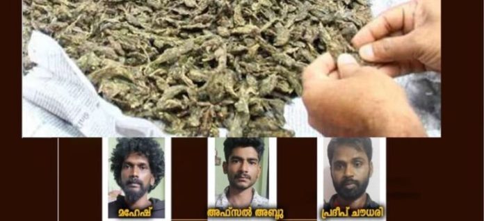 kappa-case-accused-arrestded