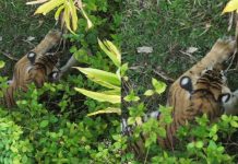 A tiger captured by the Forest Department in Idukki, has died