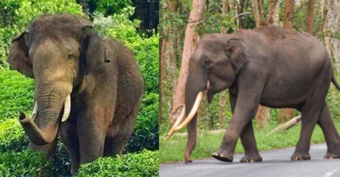 Wild Elephant